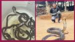 दुर्लभ संयाेग: तिलाेत्तमाकाे एक घरमा भेटिए २३ वटा ‘बेबी कोब्रा’