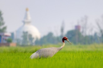 लुम्बिनीमा दुर्लभ पक्षी सारस [तस्बिरहरू]