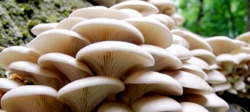 जङ्गली च्याउ खाँदा दम्पतीको मृत्यु
