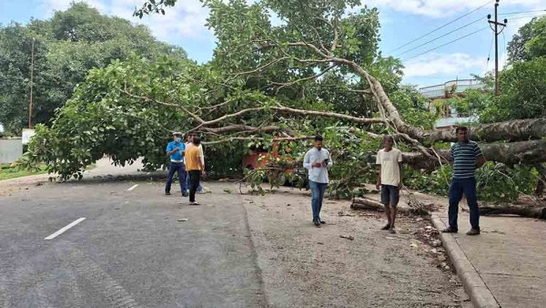 सडक किनारको रुखले सवारी साधनमा क्षति