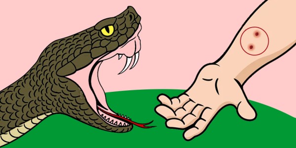 कपिलवस्तुमा सर्पको टोकाइबाट १४ महिने शिशुको मृत्यु
