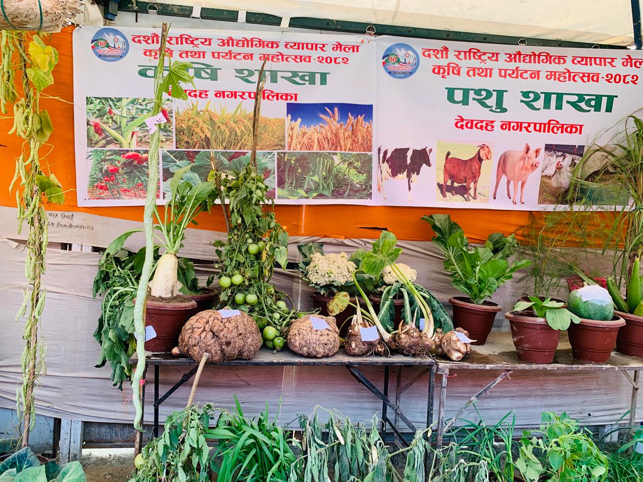 देवदह महोत्सवमा साढे तीन मिटरको चिचिन्नो