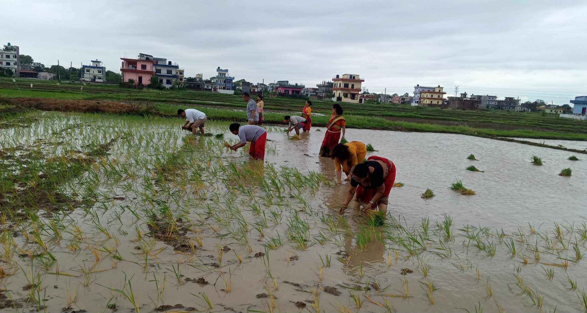 आज असार १५, राष्ट्रिय धान दिवस मनाइँदै